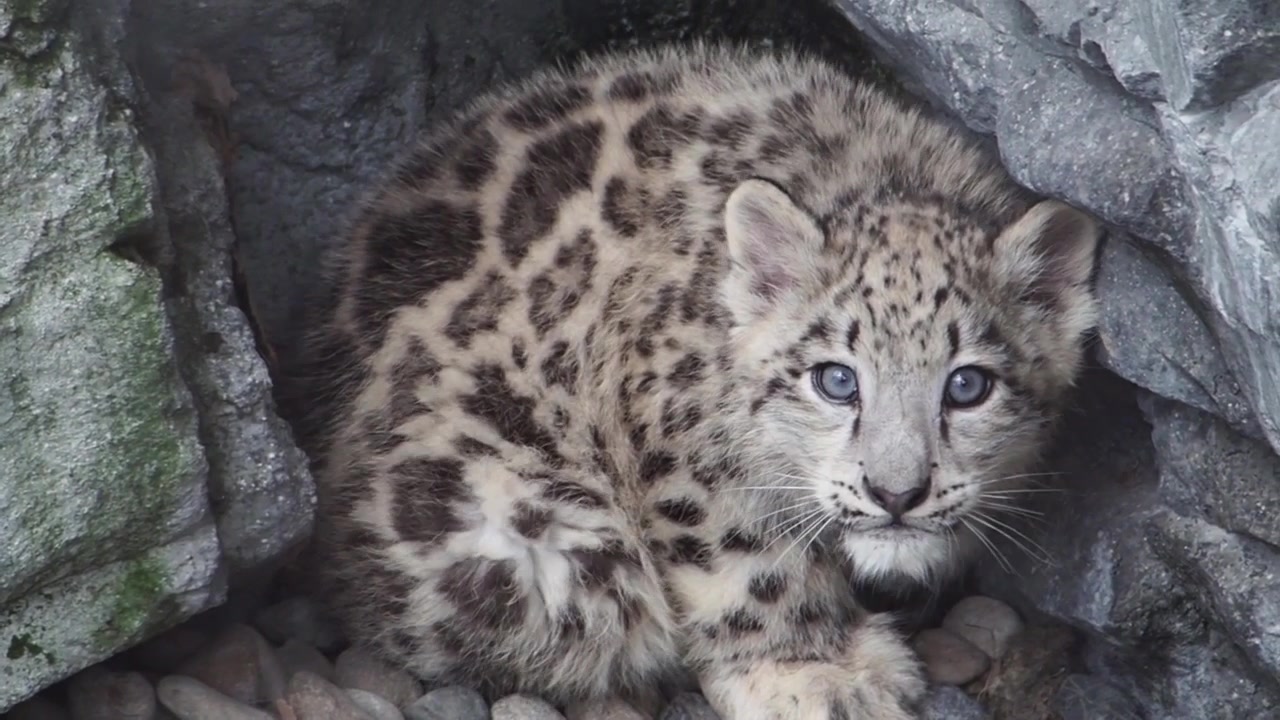 【雪豹】 小雪豹 旭山动物园