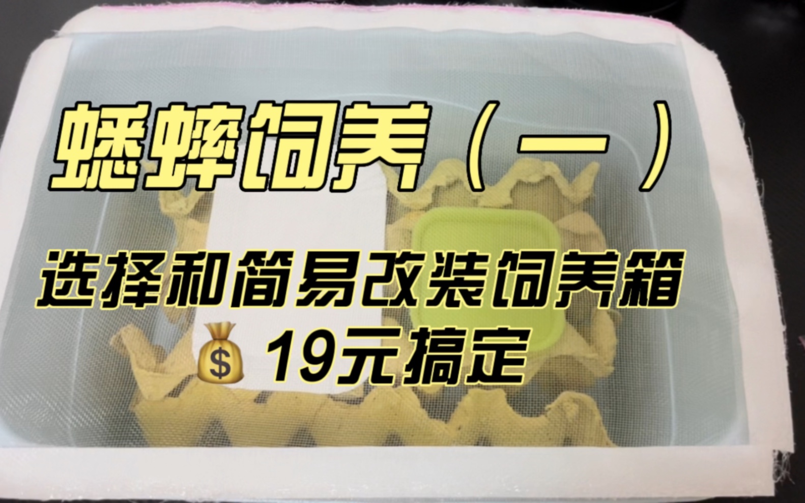 蟋蟀饲养之19元搞定改装饲养箱哔哩哔哩bilibili