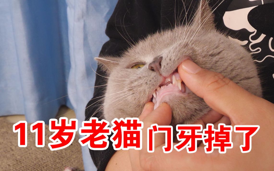 掉牙了11岁老猫门牙漏风了一看吓一跳