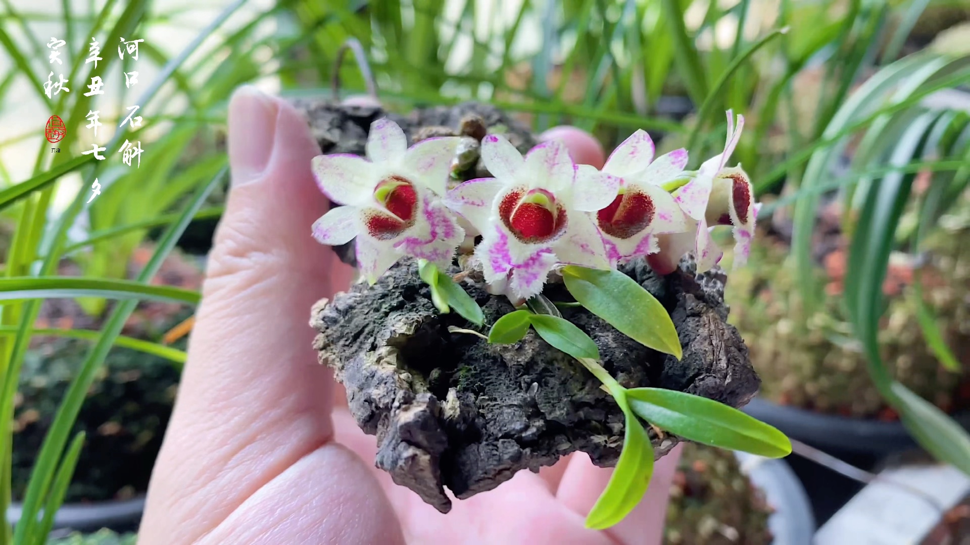 2021年河口石斛花期记录