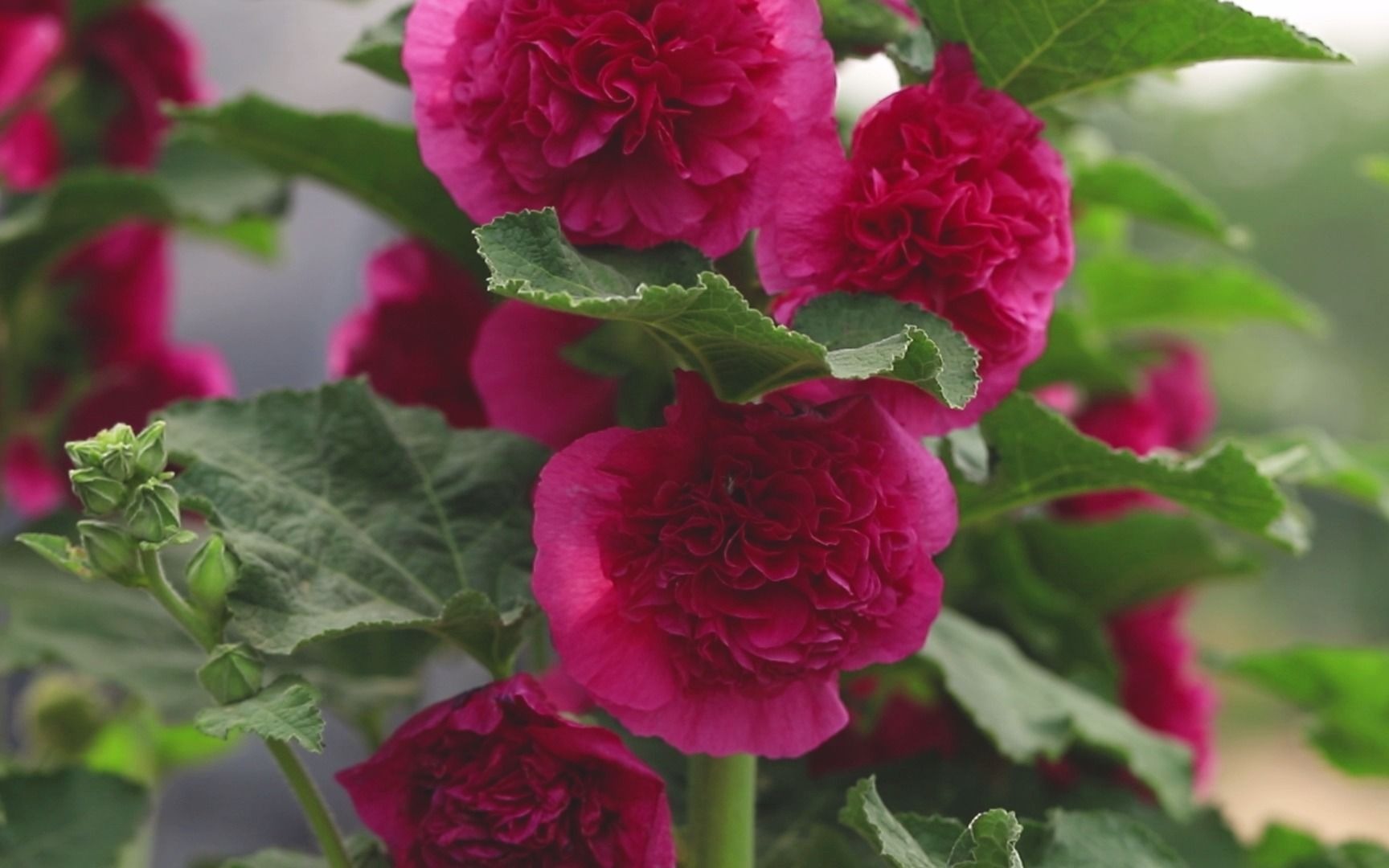 重瓣蜀葵花园视屏合集美的不止桃子与梦