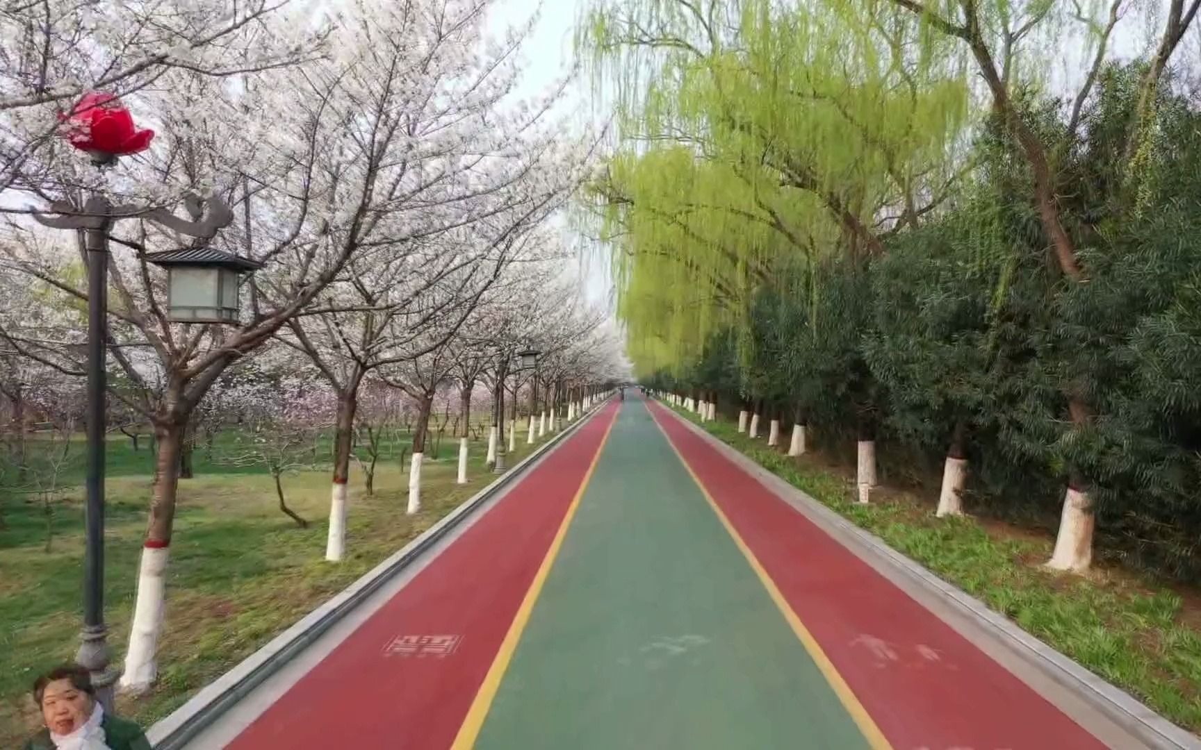 洛浦公园"樱花大道"美如画(纯音乐)_哔哩哔哩 (゜-゜)つロ 干杯~-bili