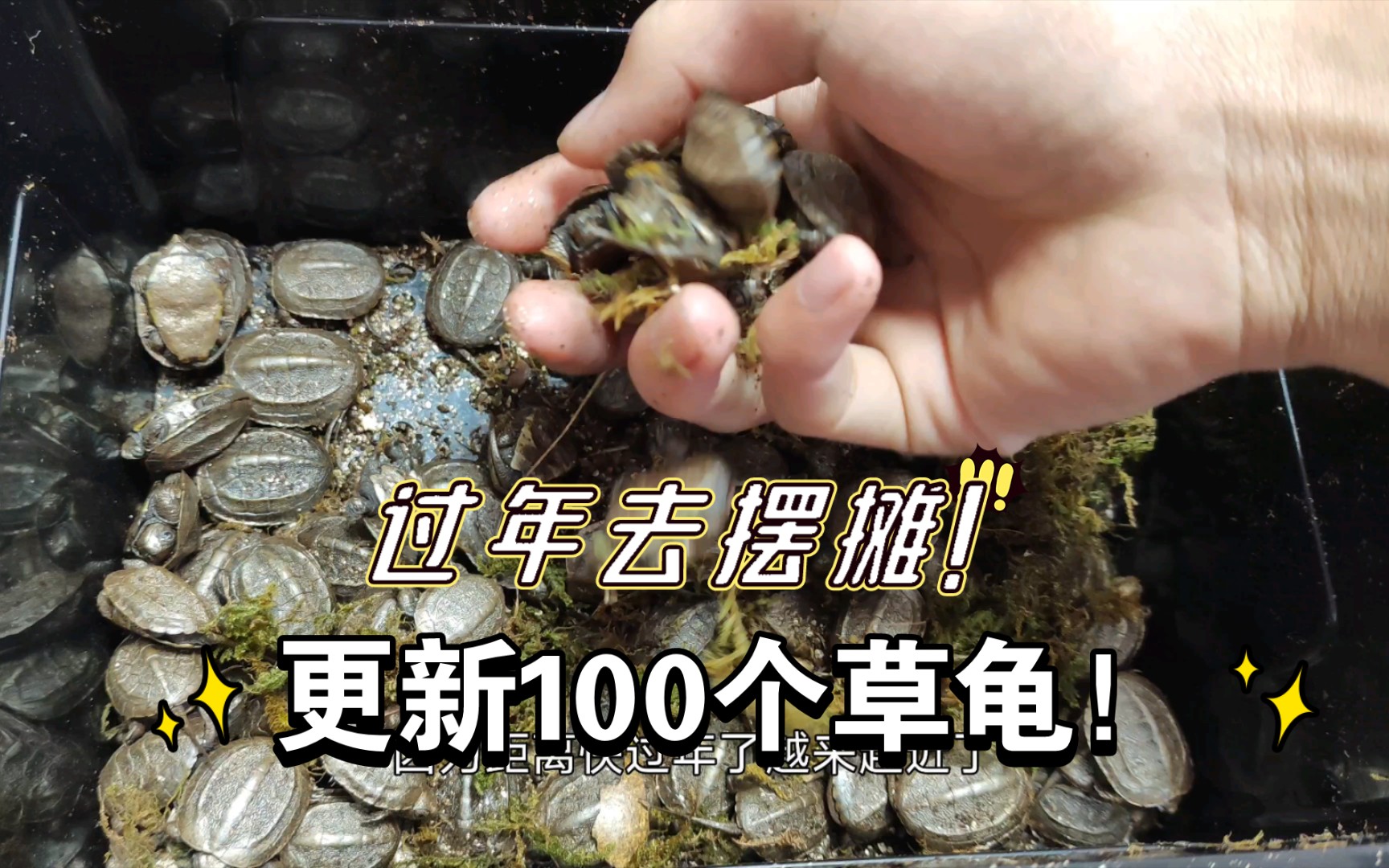 更新100只苏北金线草龟+浅谈草龟深水饲养哔哩哔哩bilibili