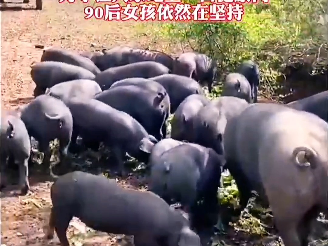 在速成洋猪遍布的情况下,很难吃到小时候的肉香味了,那是607080后的回忆#优质农产品#三农#土猪肉#农产品#美食#农村散养土猪肉哔哩哔哩bilibili