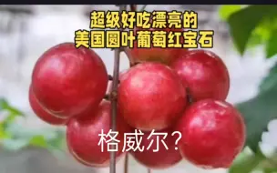 Download Video: 圆叶葡萄的最佳搭档，格威尔与红宝石