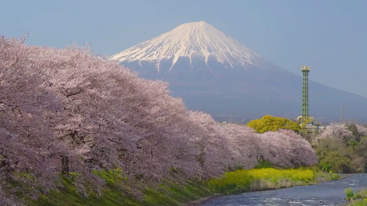 "富士山终究留不住欲落的樱花"