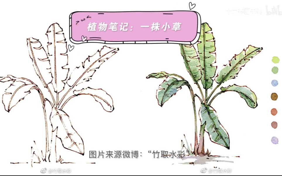 【钢笔淡彩】【初学者水彩教程】21 植物笔记:一株小草哔哩哔哩bilibili