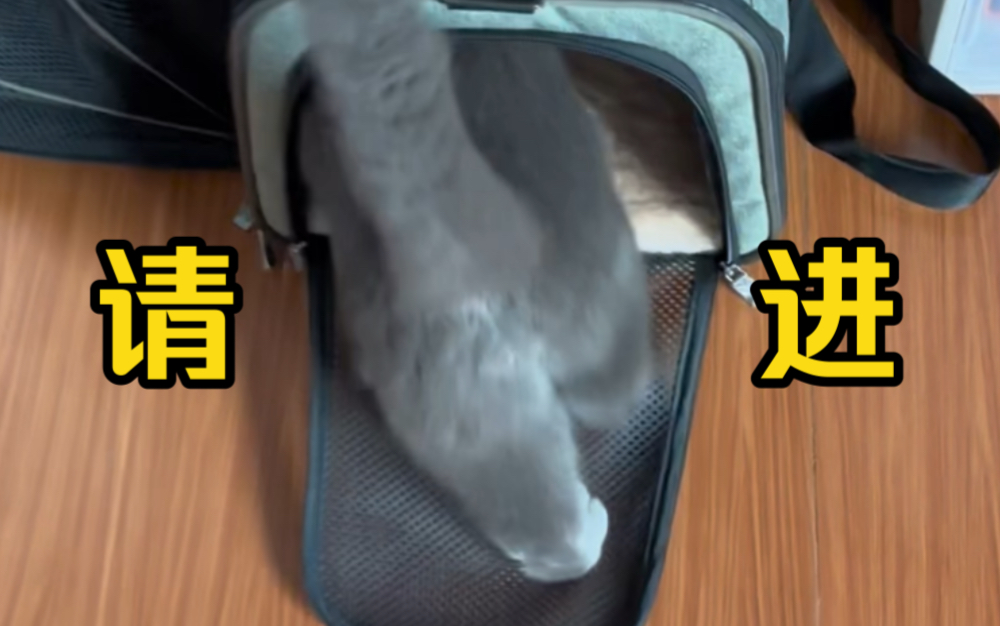 [图]逗猫表演开始咯～最后一根逗猫棒也断了呢^ ^