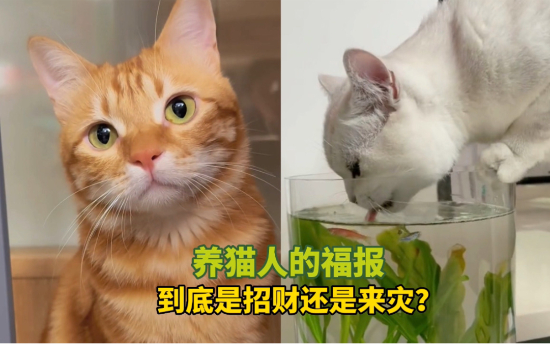 《养猫人的福报》到底是招财还是来灾?哔哩哔哩bilibili