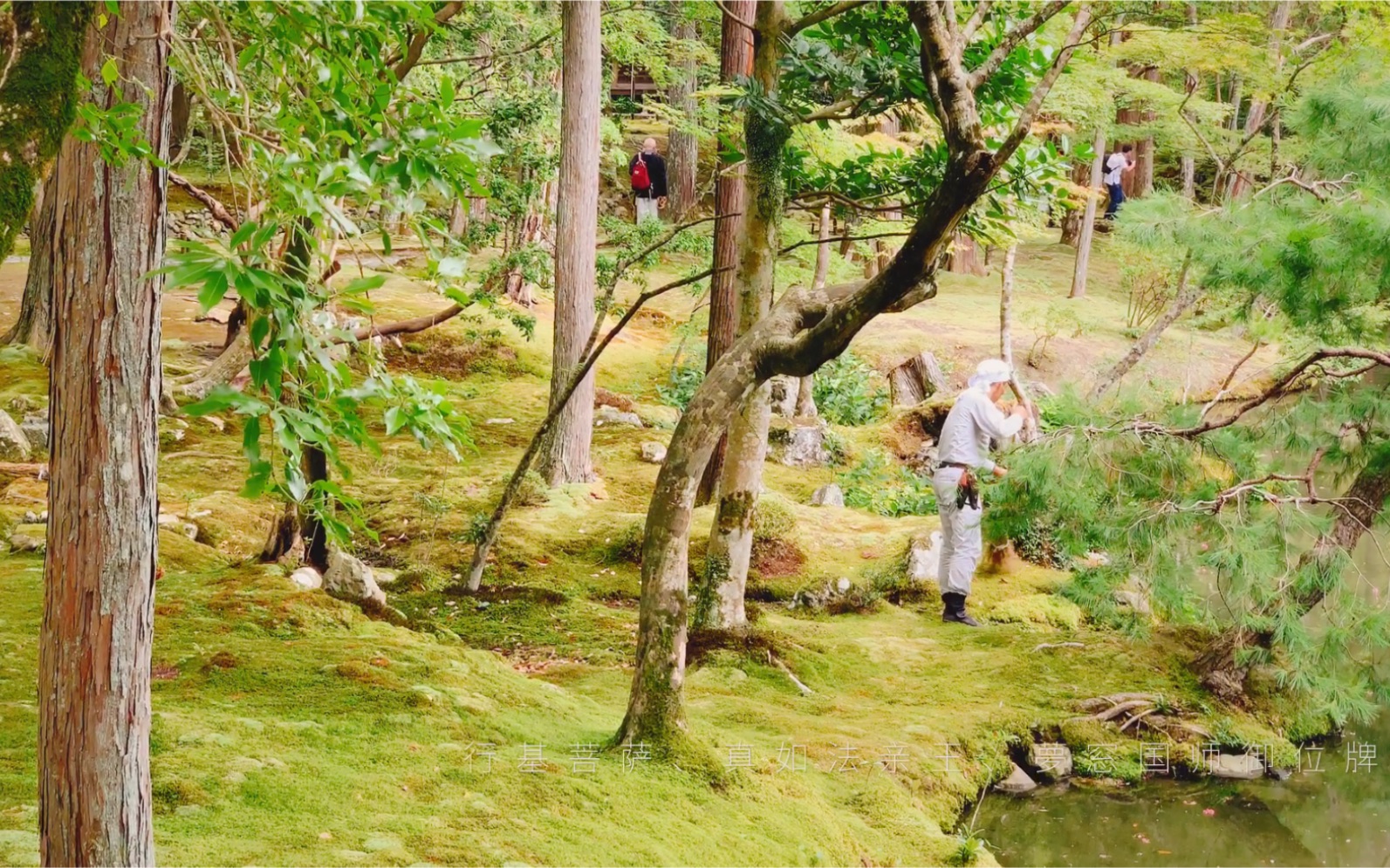 西芳寺(苔寺)哔哩哔哩bilibili