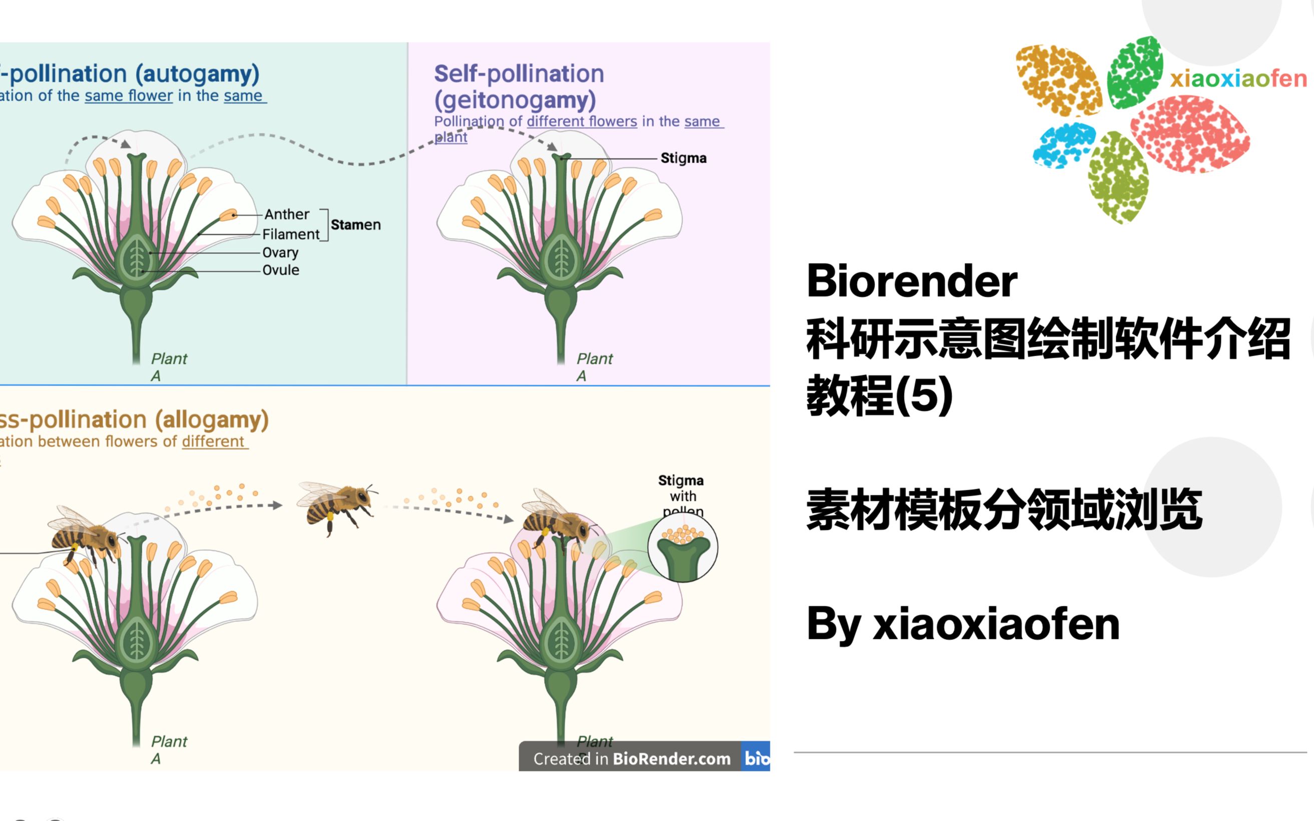 Biorender 科研示意图绘制软件 新手教程(5) 素材模板分领域浏览哔哩哔哩bilibili