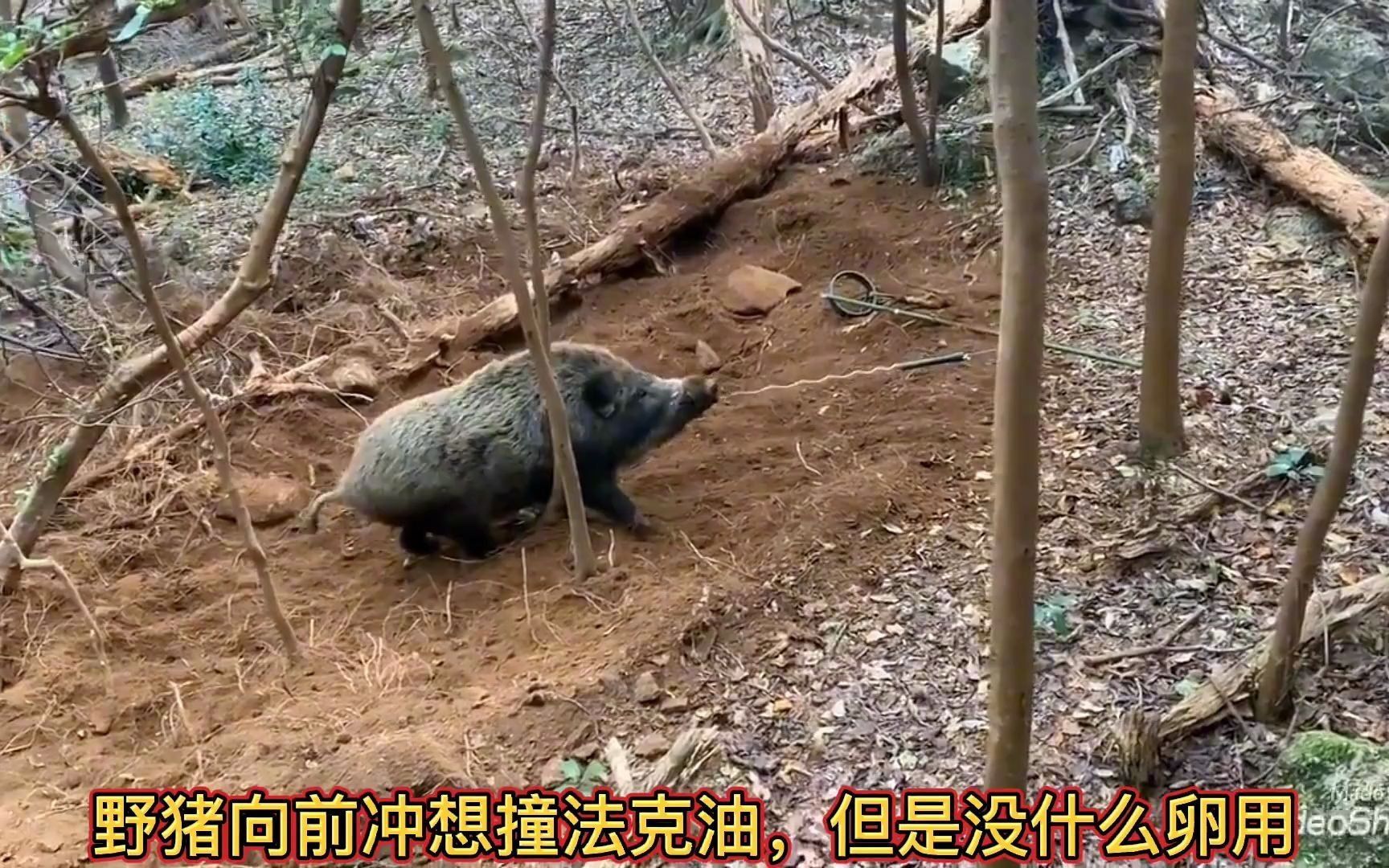 [图]三百斤重的野猪被法克油运用勾股定理制服了。