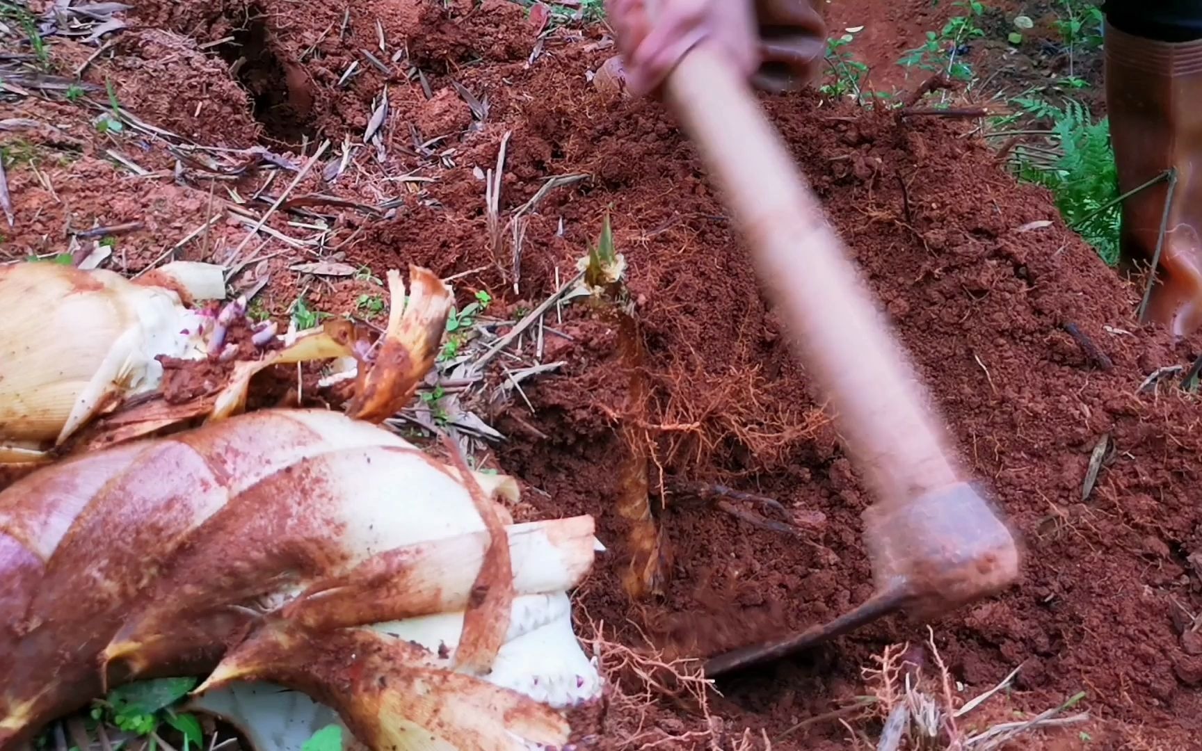 活动作品春笋长到菜地里来了极品的黄泥拱