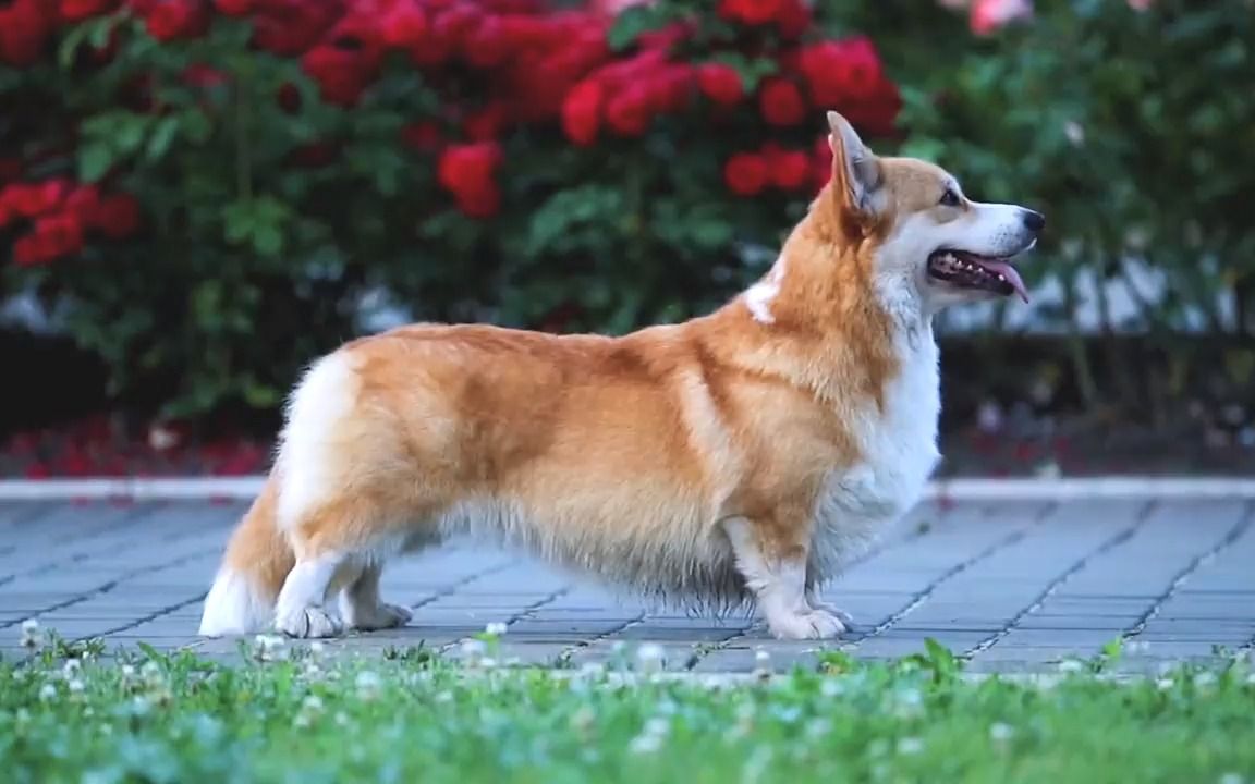 柯基腿那么短,凭啥能牧牛?没道理啊