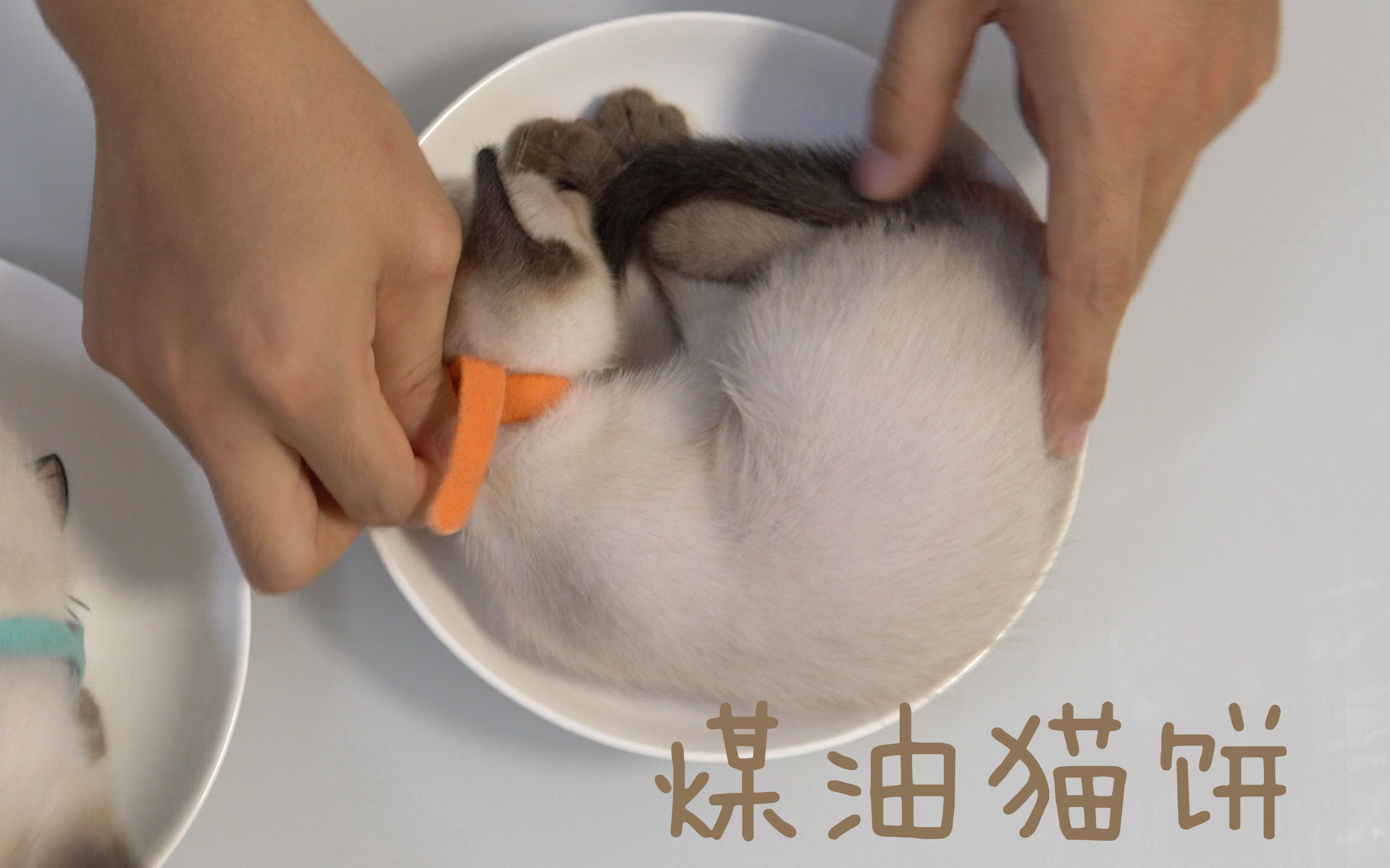 [图]用暹罗猫做一道家常菜 老铁-煤油猫饼