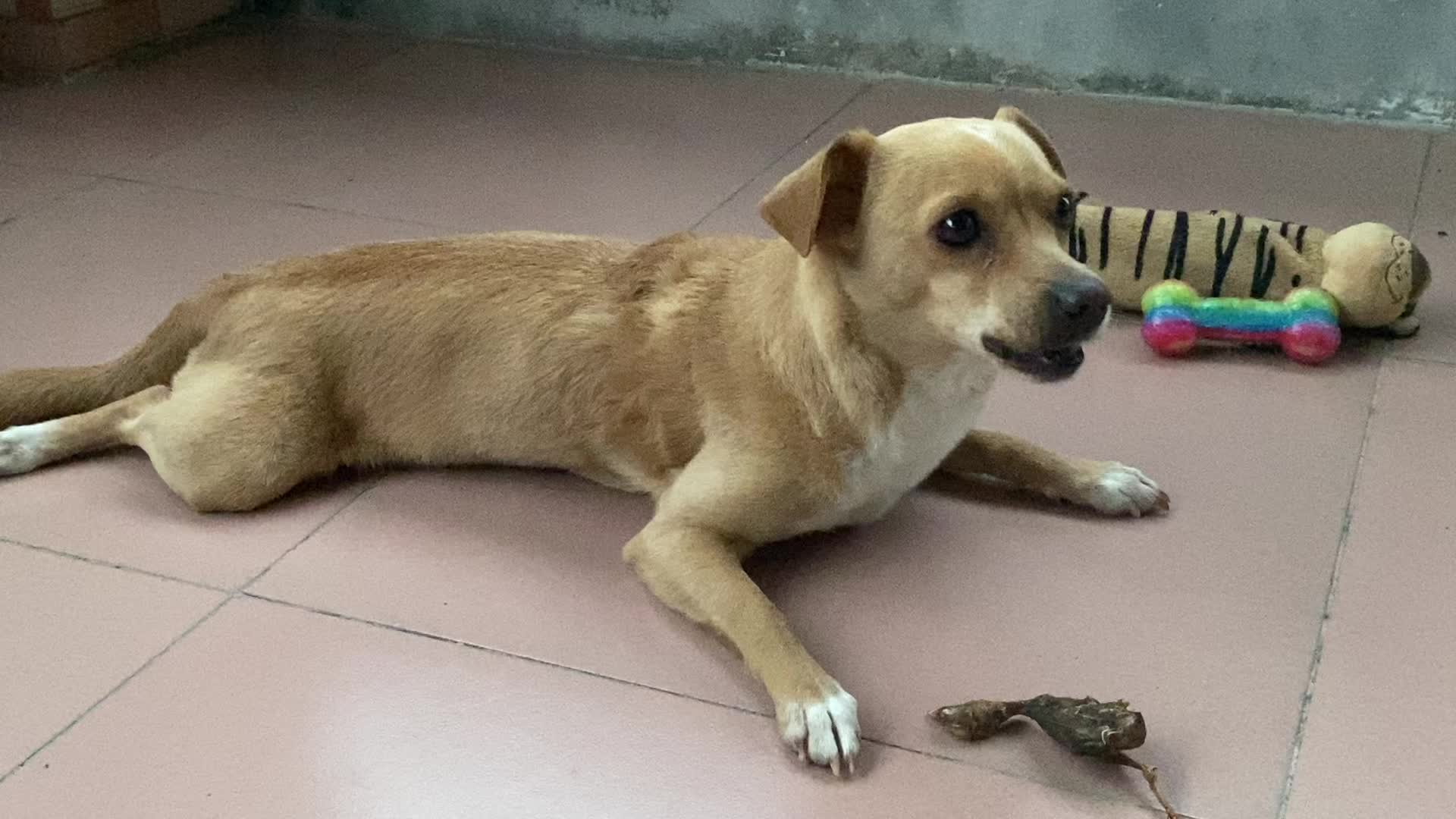 活动作品王八小狗