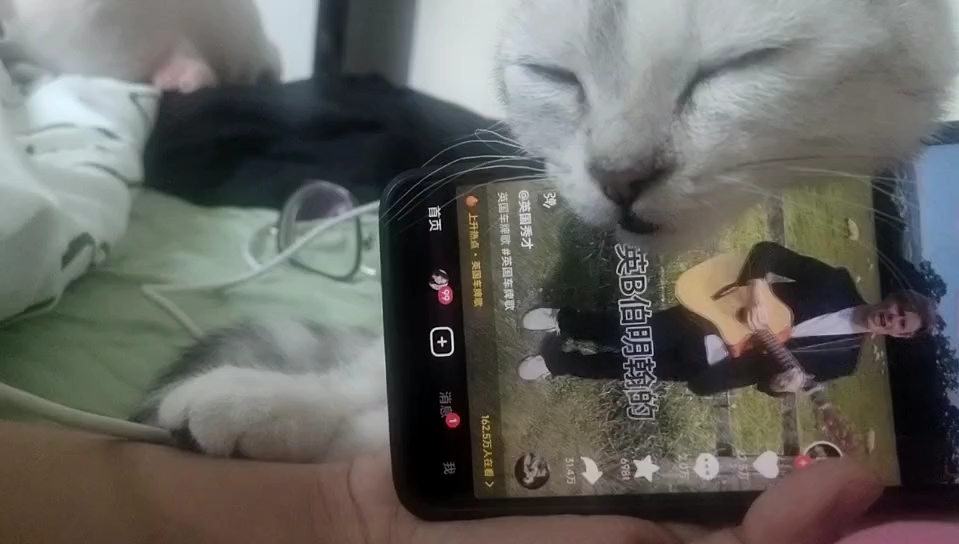 小猫打扰我刷抖音啦!哔哩哔哩bilibili