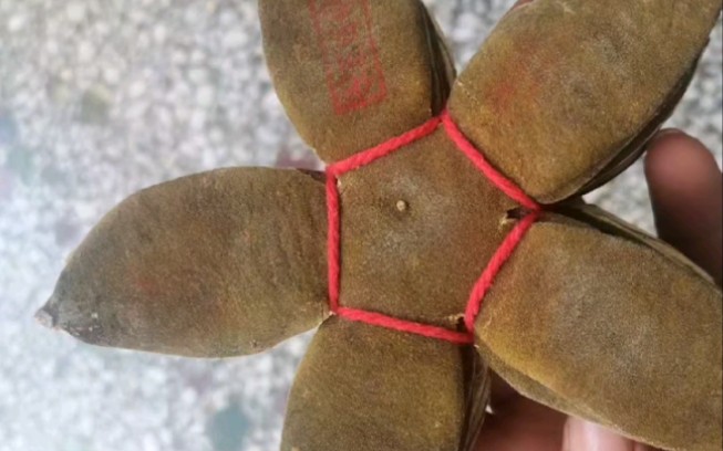 精品化橘红七爪,五爪收藏吗?