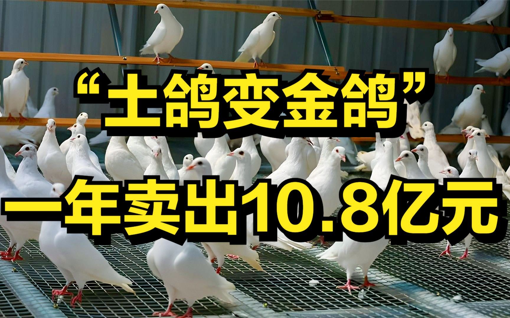 湖南大叔养鸽子,自创鸽子投喂机,年销售额达10.8亿元!哔哩哔哩bilibili