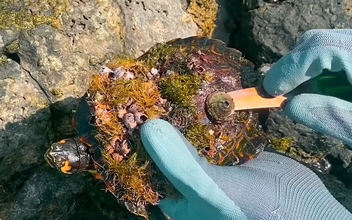 式修理藤壶】可怜的海龟不能游泳和生活,除非清除附着在贝壳上的藤壶