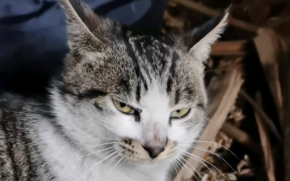 修猫瞪眼| 不爱拍屁股的小猫咪一枚呀