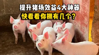 Tải video: 提升猪场效益4大神器，快看看你拥有几个？