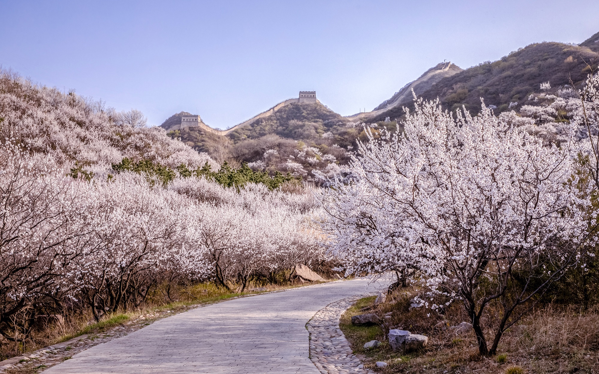 杨东长城故事七北京延庆八达岭古长城花海