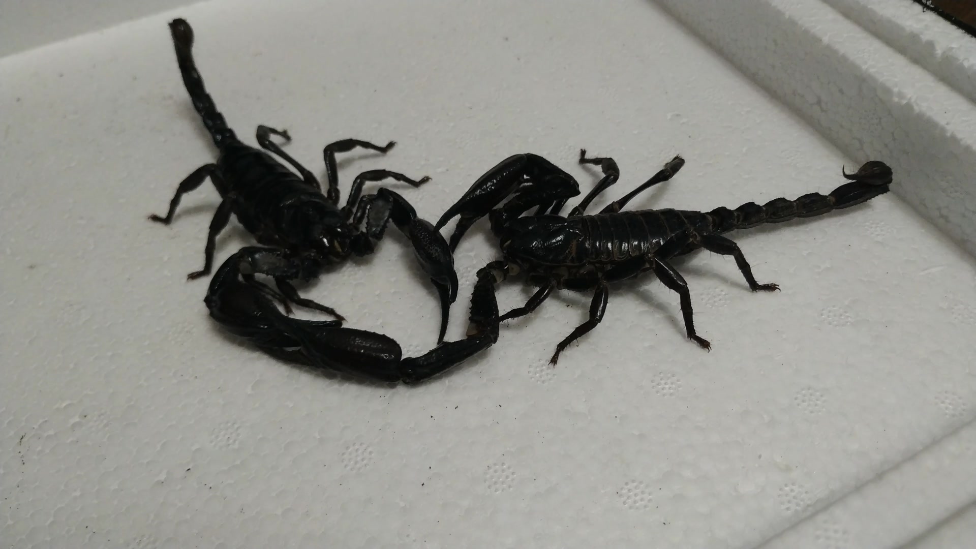 【蝎子】索氏异蝎交配,长爪雨林蝎手最长的蝎子
