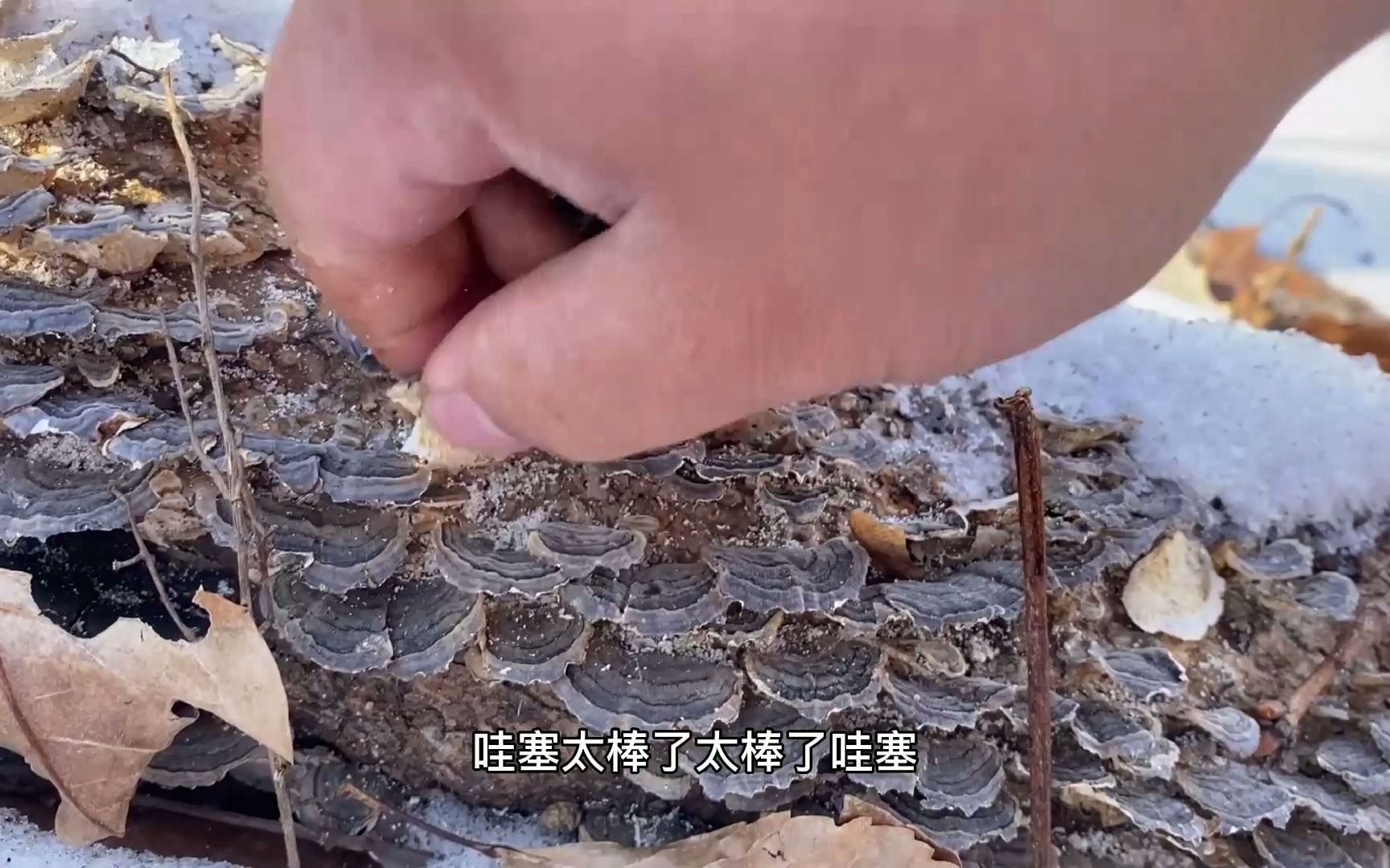赶山发现新鲜的野猪蹄印,他们会不会遭野猪围攻_哔哩哔哩_bilibili