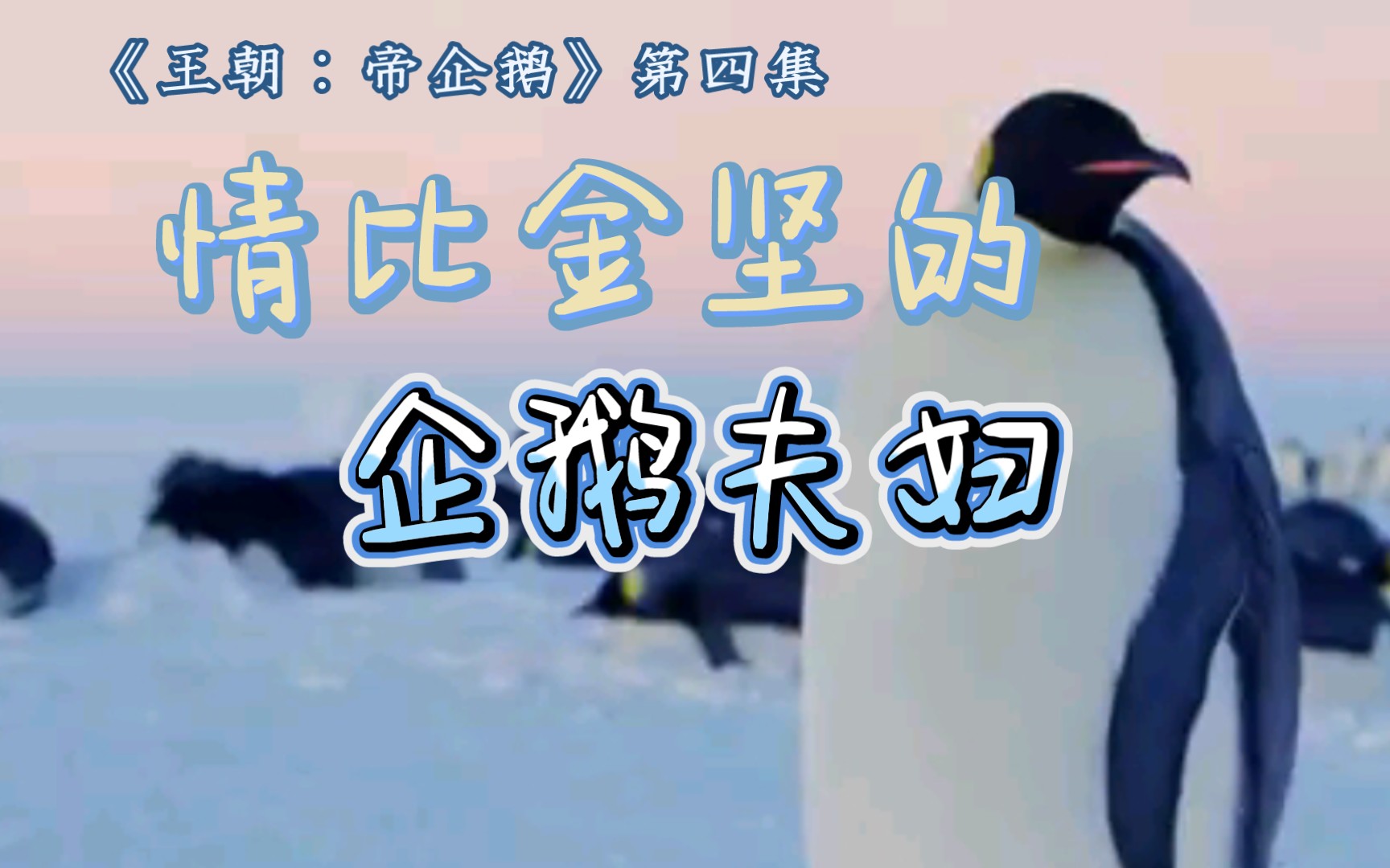 王胜元的纪录片配音034《王朝:帝企鹅》第四集——情比金坚的企鹅夫妇