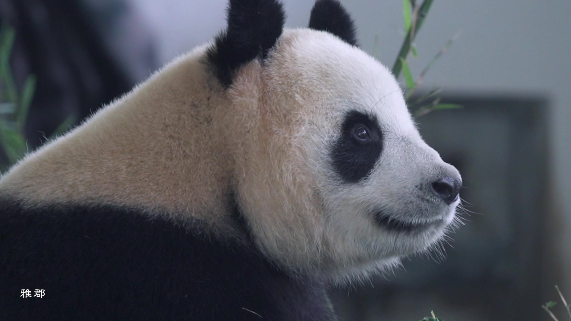 【大熊猫雅郡】眼睛都是戏 翻白眼(无声)_哔哩哔哩 (゜-゜)つロ 干杯