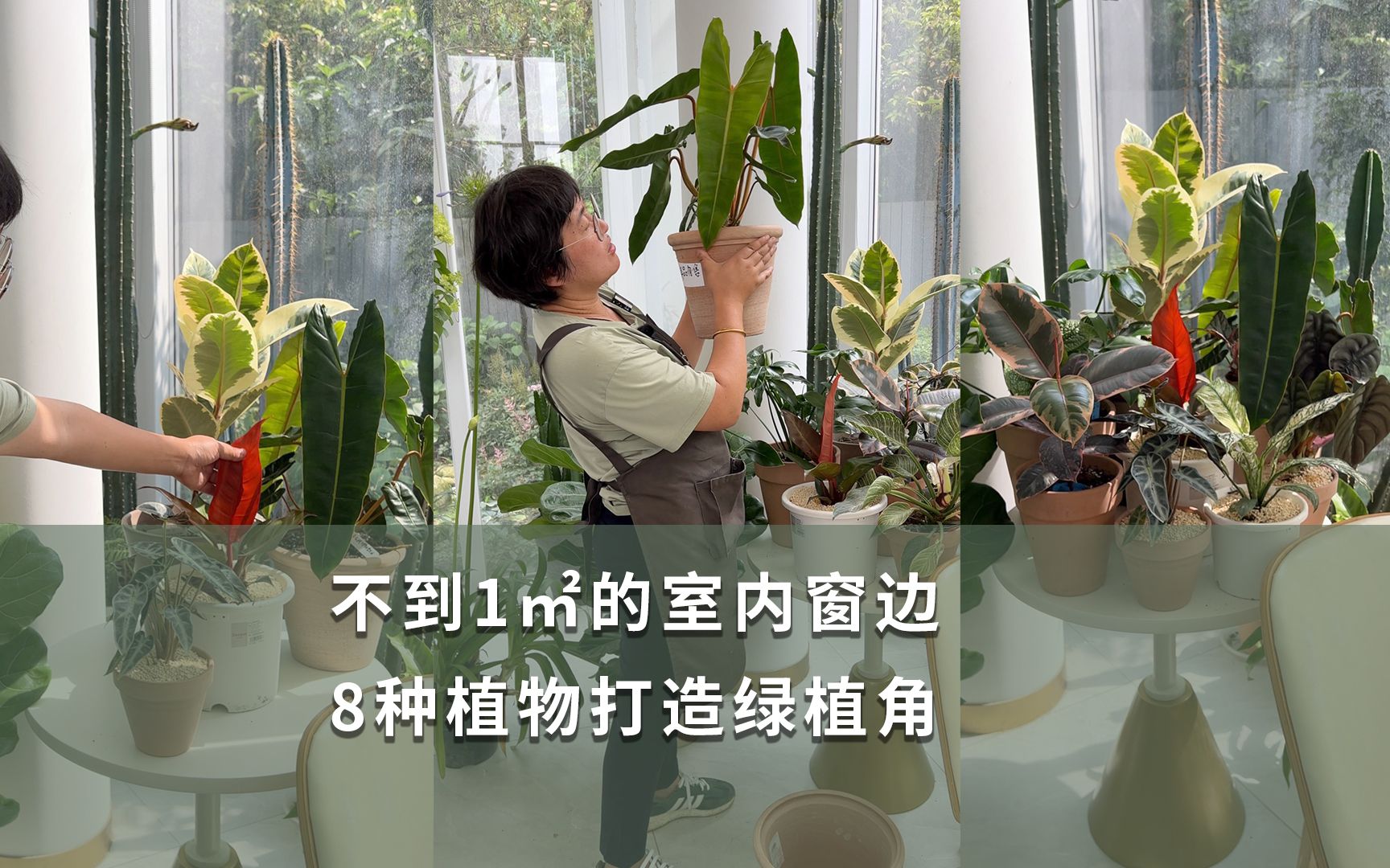 [图]不到1㎡的室内窗边，8种植物打造绿植角