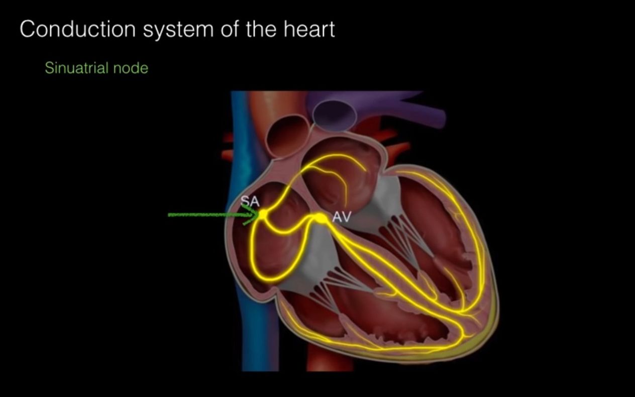 【心血管系统解剖学】心传导系 Conduction system of the heart | 双语字幕 | 心内科 | 医学生的日常哔哩哔哩bilibili