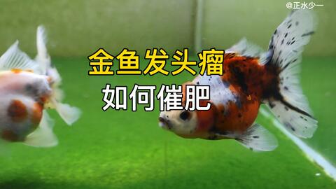 影响金鱼发头瘤的几个因素是什么 金鱼怎么催肥催大 催头瘤 哔哩哔哩 Bilibili 影响金鱼发头瘤的几个因素是什么 金鱼怎么催肥催大 催头瘤 哔哩哔哩 Bilibili