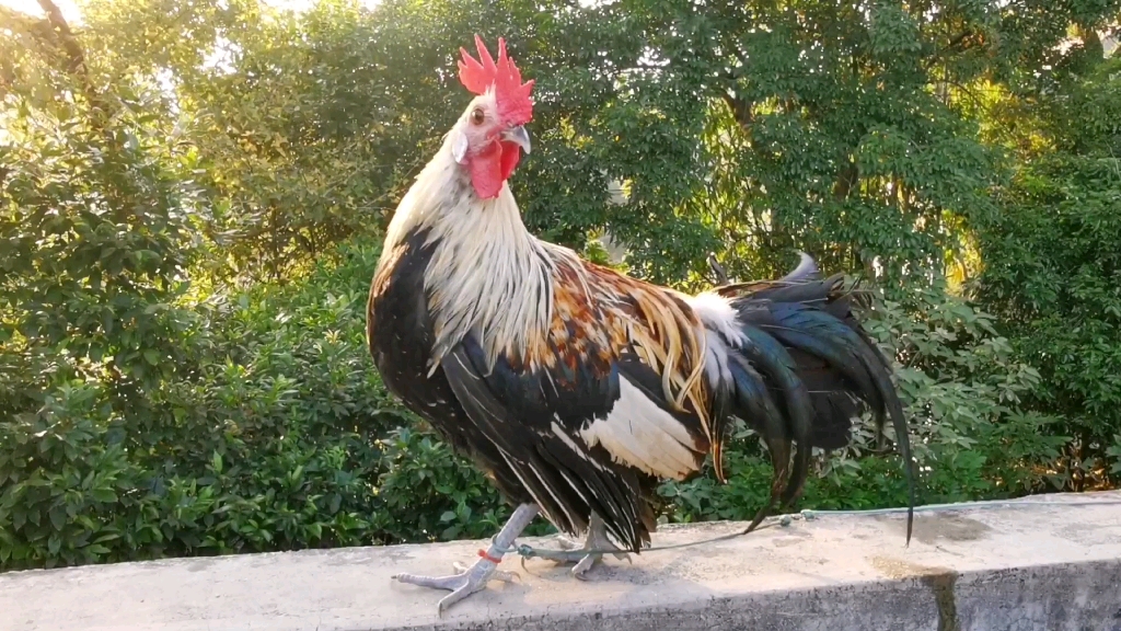 出太阳了给你溜达溜达下慢慢蜕变中的长尾鸡