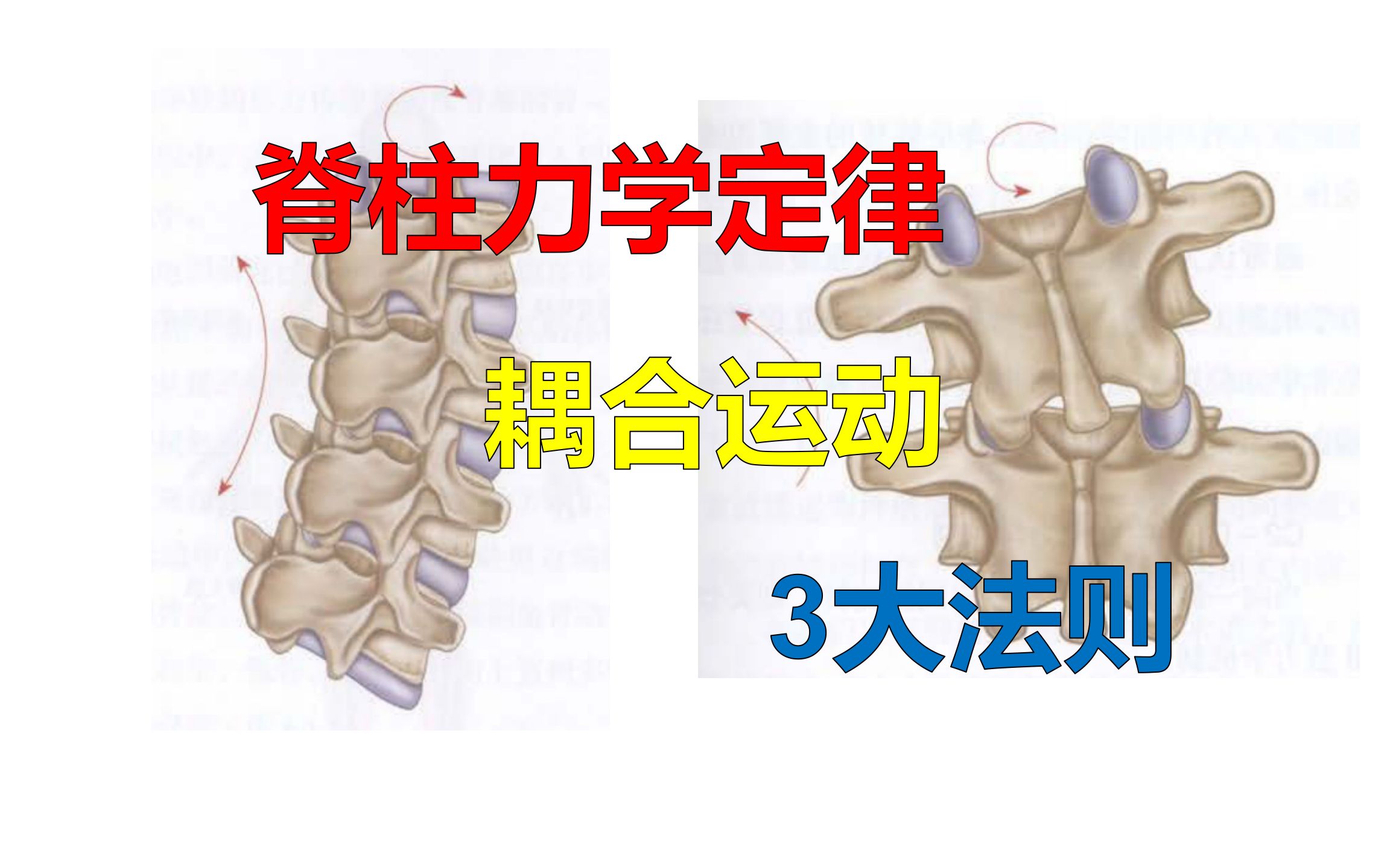 脊柱力学定律与耦合运动哔哩哔哩bilibili