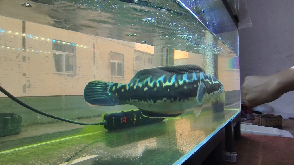 小盾鳢遇上了一根好灯