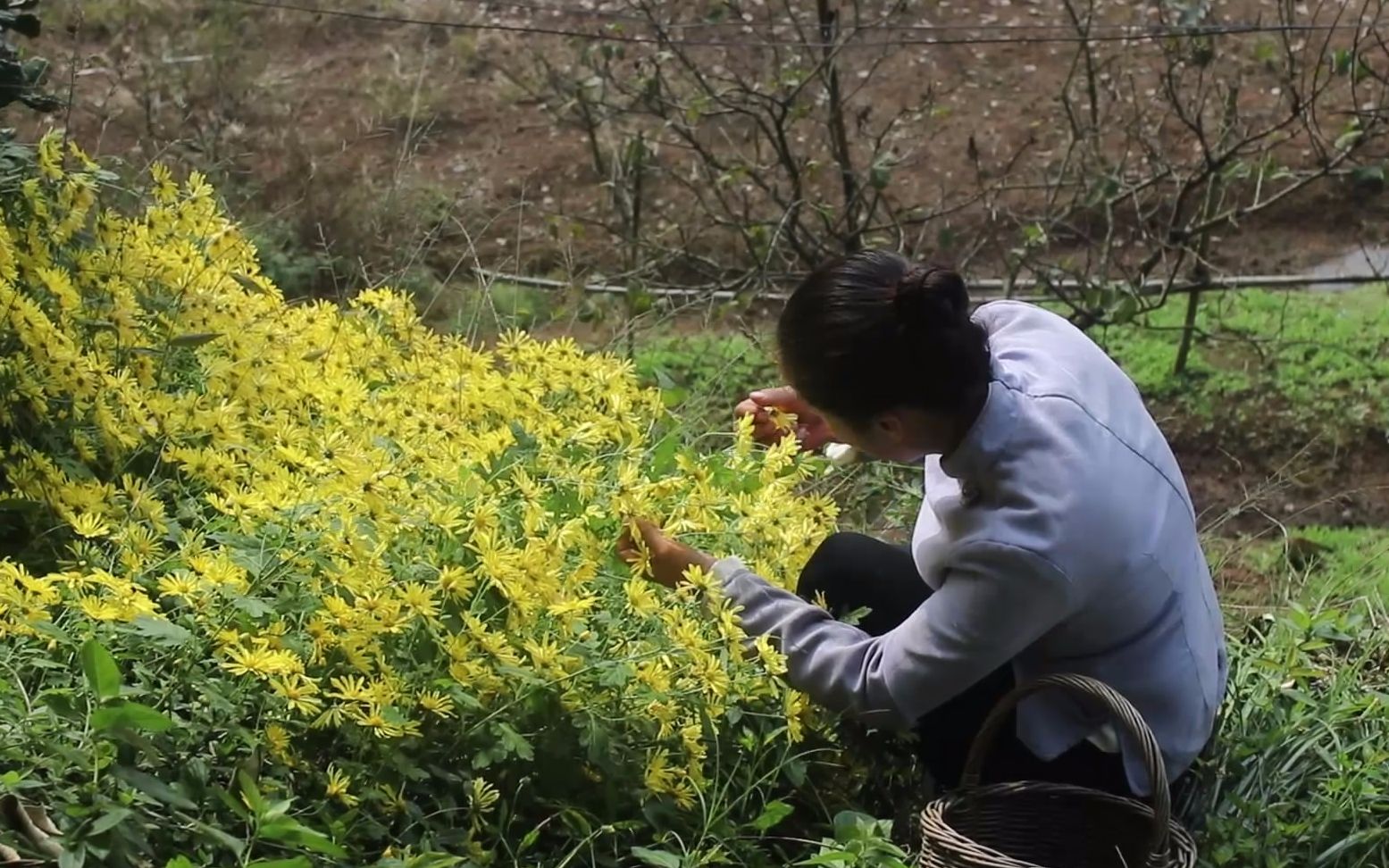 农村漫山遍野的菊花,摘点回去泡菊花茶,原汁原味,非常好喝哔哩哔哩bilibili