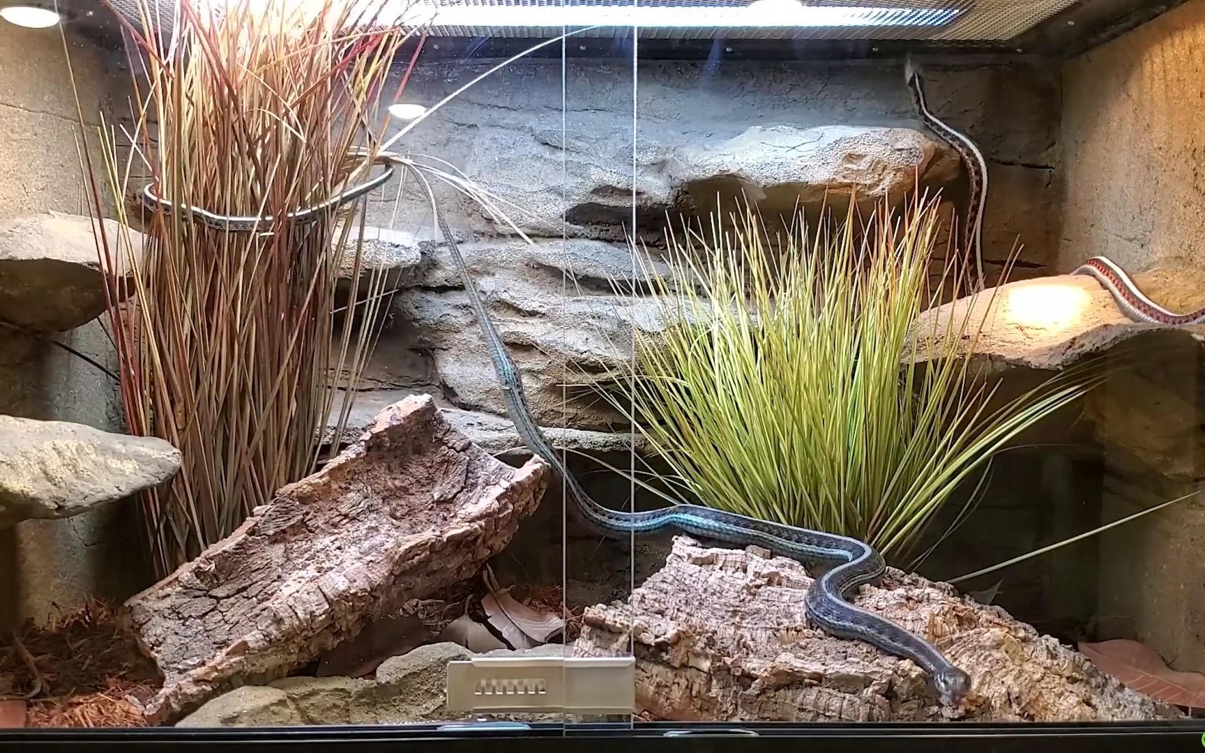 埃弗登小姐姐手把手教你束带蛇造景