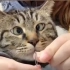 猫：妈，我来帮您穿针吧~