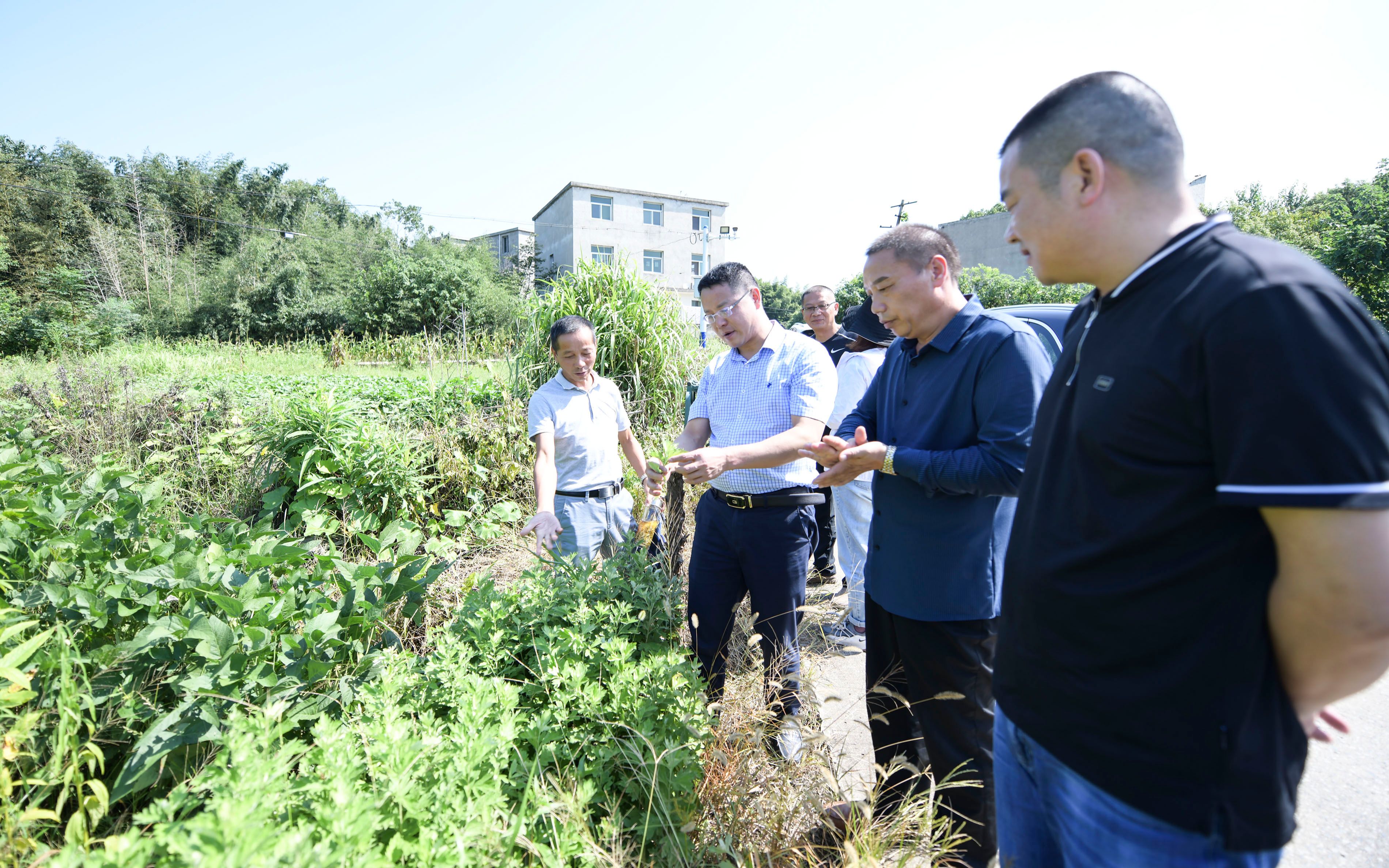 让“艾”走进百姓生活,艾草种植项目正式落地安庆市迎江区长风乡哔哩哔哩bilibili