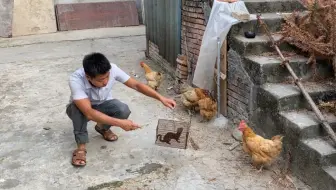 邻居家的鸡又被咬死6只，今天终于抓住了凶手，这要怎么处理呢？