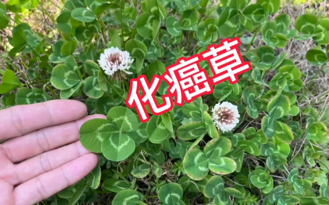 农村不起眼的"化癌草",外地人都不认识它,一起认识并了解下