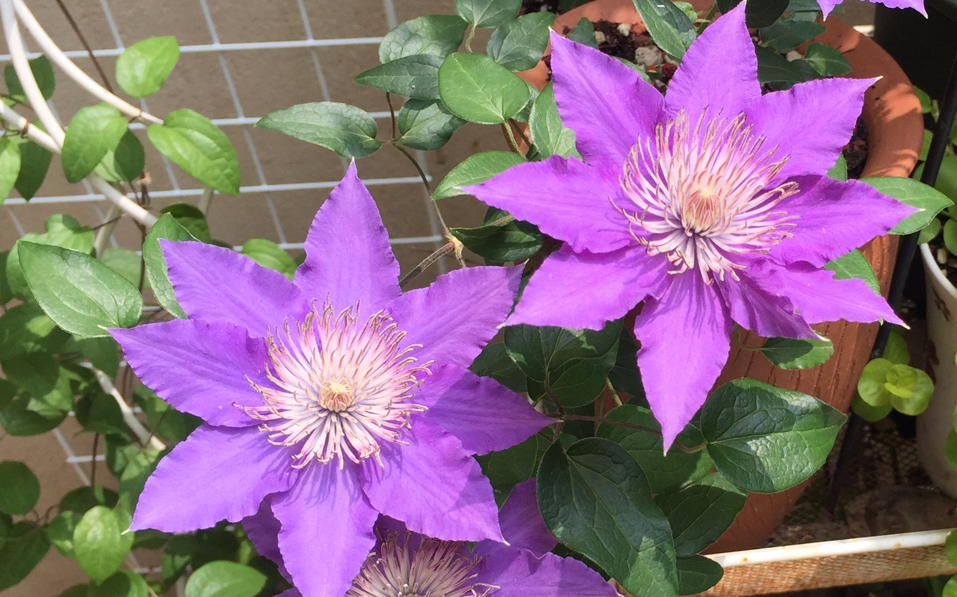 【铁线莲】啤酒的满状态的白色花蕊,顺便展示一下阳光好的时候院子的