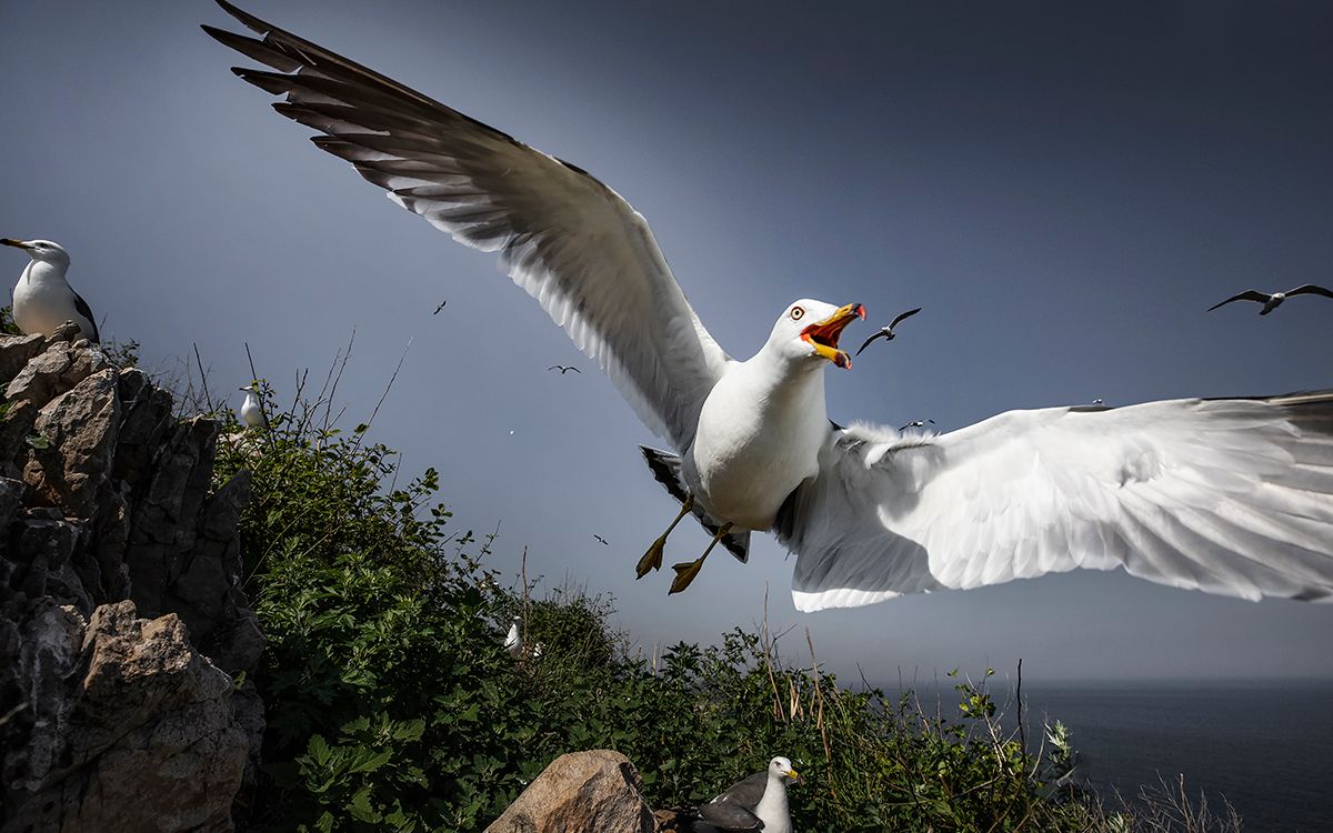 尼康d780定格精彩瞬间