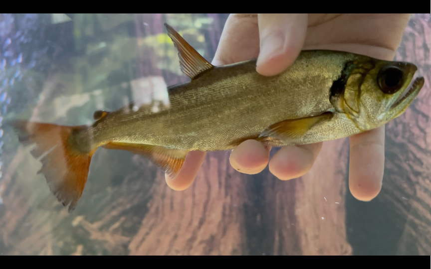 红尾大暴牙换缸