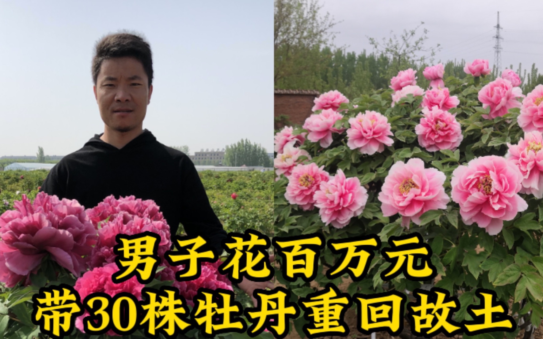 [图]男子花百万元带30株牡丹重回故土