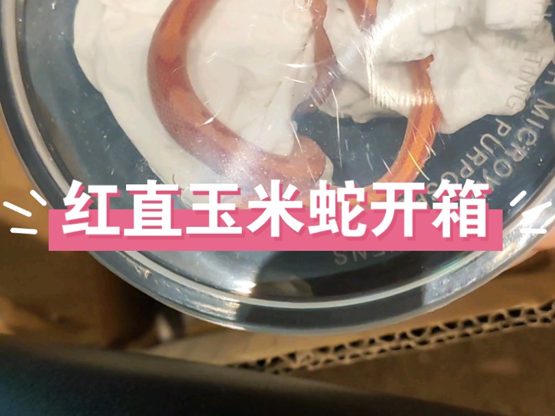 红直玉米蛇开箱