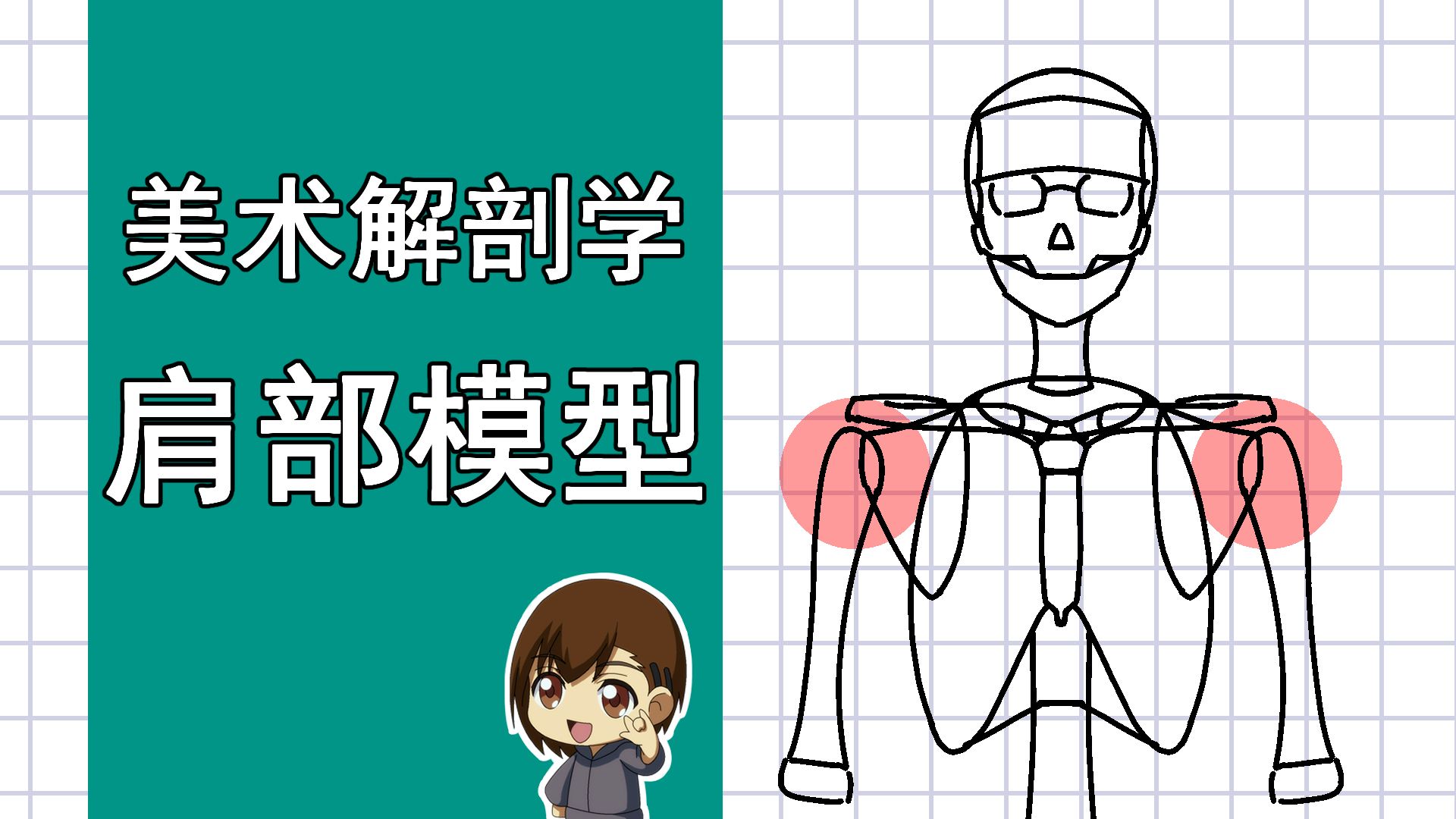 美术解剖学-39-肩部模型