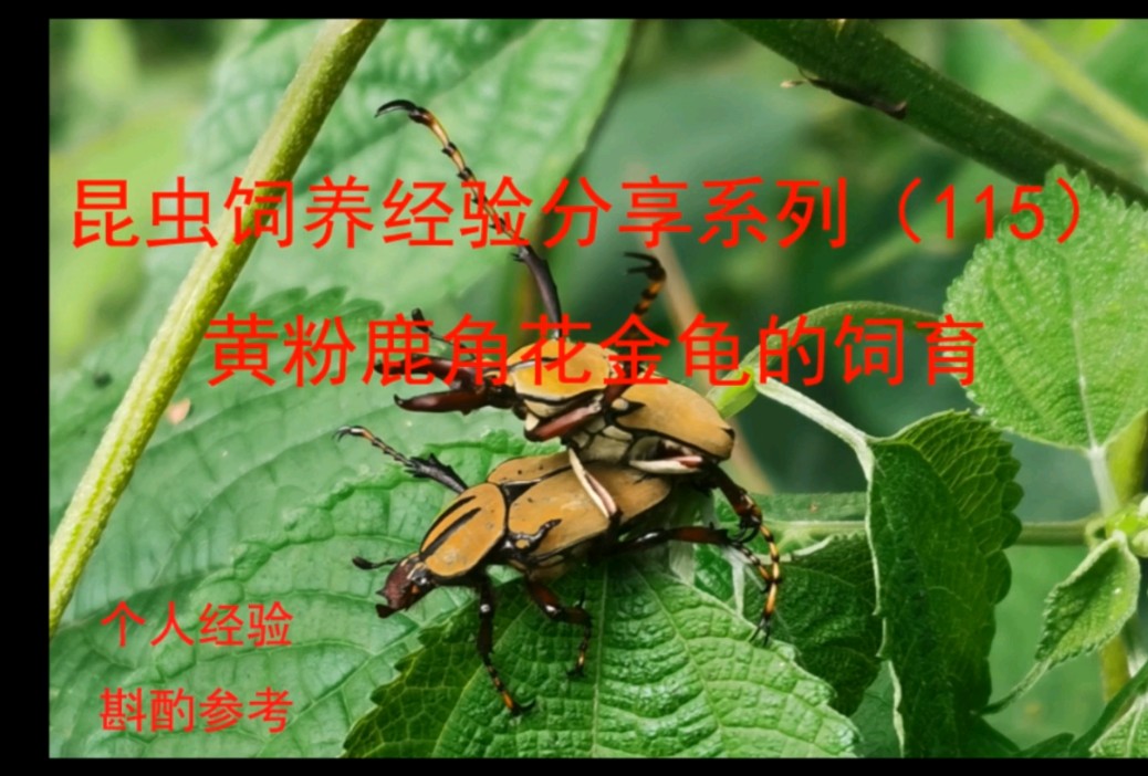 黄粉鹿角花金龟饲育昆虫饲养经验分享系列115哔哩哔哩bilibili